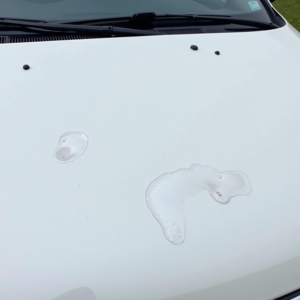 Bird dropping damage on car paint