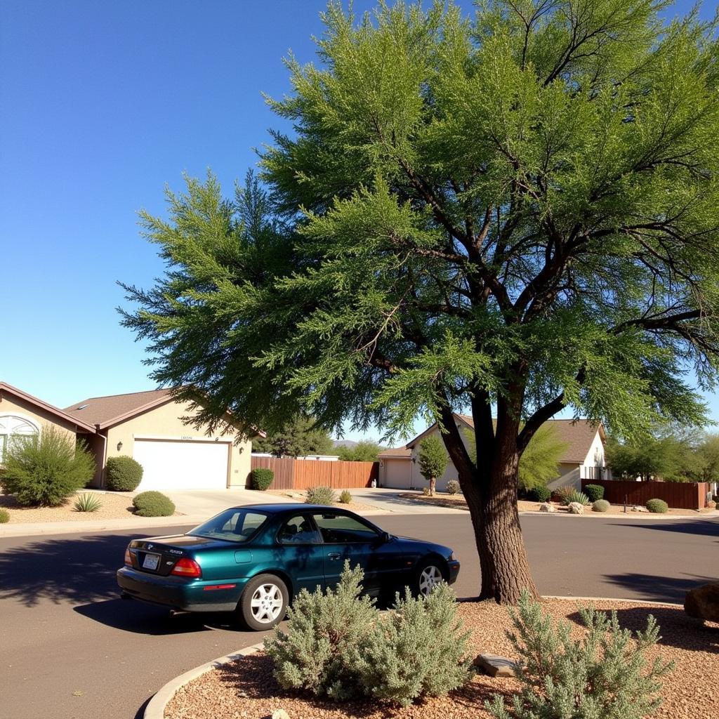 Car parked in the shade of a tree in Tucson